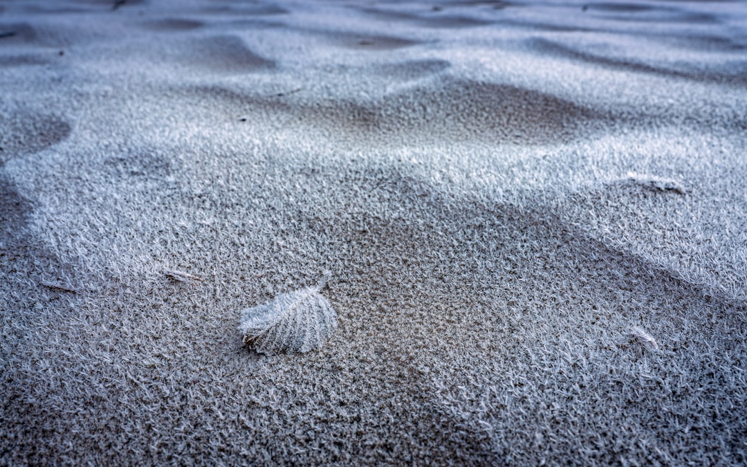 A single seashell rests on rippled sand.