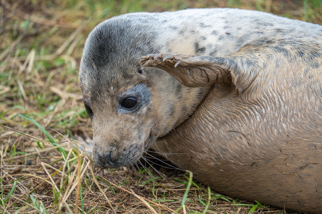 A grey seal rests on grassy ground.