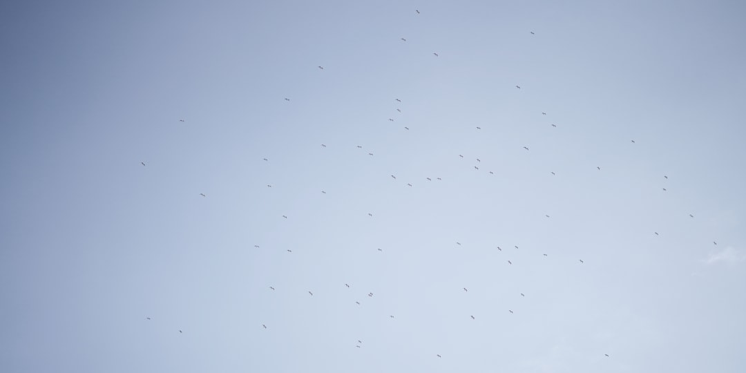 A flock of birds flying in a clear blue sky.